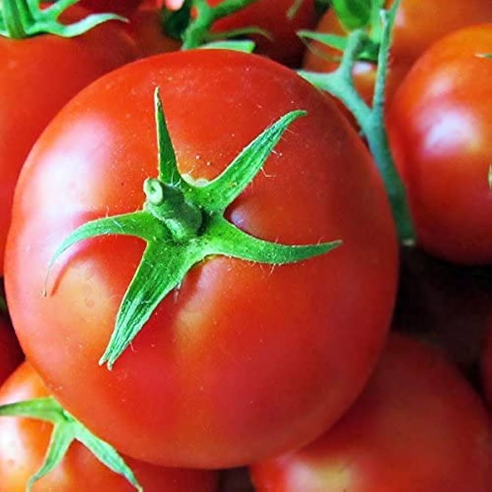 Giant Tomato Seeds for Planting Solanum lycopersicum for vegetable patches and home gardens for Planting, Premium Vegeta