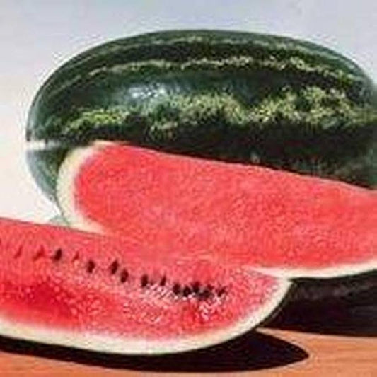 Kongo Watermelon Seeds for Planting Citrullus lanatus for vegetable patches and home gardens for Planting, Premium Seeds