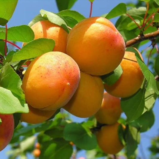 Peach Prunus persica Seeds for Planting flower bed vegetable patch Fruit Seeds for Home Gardens, Containers & Outdoor Growing