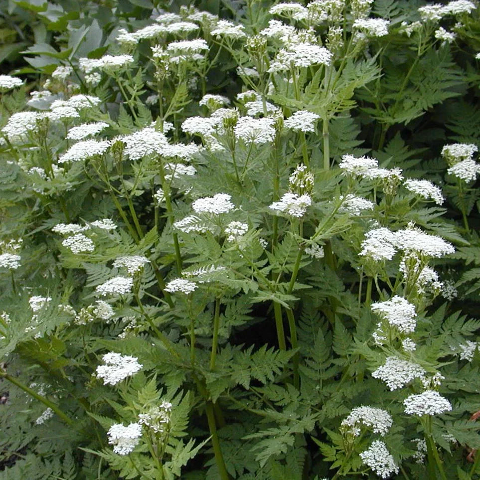 Myrrhis Odorata Seeds for Planting Myrrhis odorata for herbal gardens and fragrant landscapes Heirloom Non-GMO Seeds