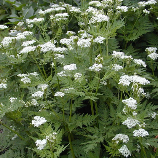 Myrrhis Odorata Seeds for Planting Myrrhis odorata for herbal gardens and fragrant landscapes Heirloom Non-GMO Seeds