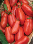San Marzano Tomato Seeds - Heirloom Garden Variety for Planting, Vegetable Seeds | Heirloom Non-GMO