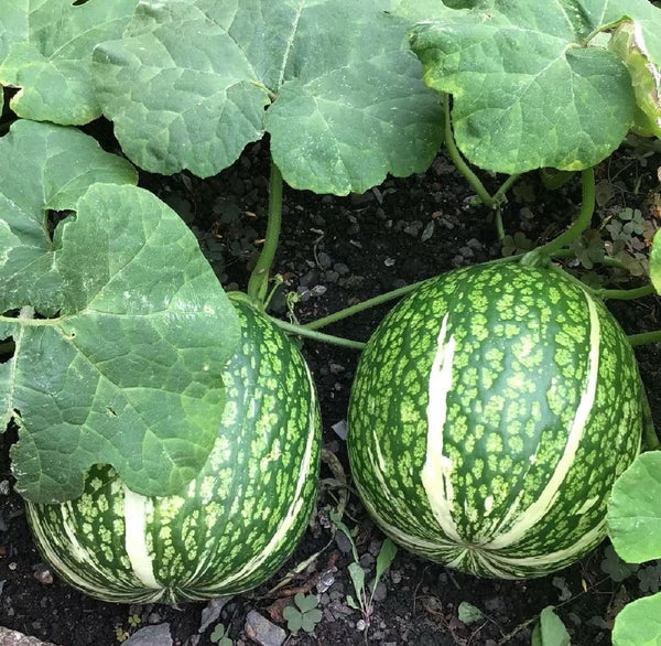 Shark Fin Melon Fruit Benincasa hispida Seeds for Planting in Vegetable Patch Fruit Seeds for Home Gardens, Raised Beds & Outdoor Growing