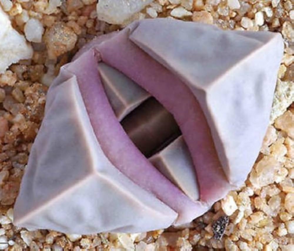 Lapidaria Margaretae Seeds for Planting Lapidaria margaretae for succulent gardens and rock gardens Heirloom Non-GMO See