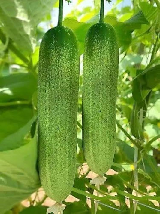 Cucumber Vegetable Seeds Cucumis sativus for Planting in Vegetable Patch for Planting, Premium Vegetable Seeds | Heirloo
