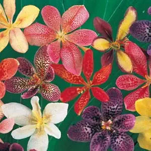 Candy Lily Hesperaloe parviflora Seeds for Planting in Garden & Flower Bed Heirloom Non-GMO Seeds