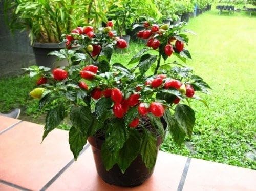 Habenaria Flower Habenaria spp. Seeds for Planting in Orchid Garden & Landscape Heirloom Non-GMO Seeds