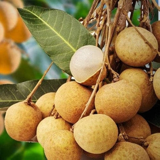 Longan Dimocarpus longan Fruit Seeds for Planting in Tropical Garden Fruit Seeds for Home Gardens, Containers & Outdoor Growing
