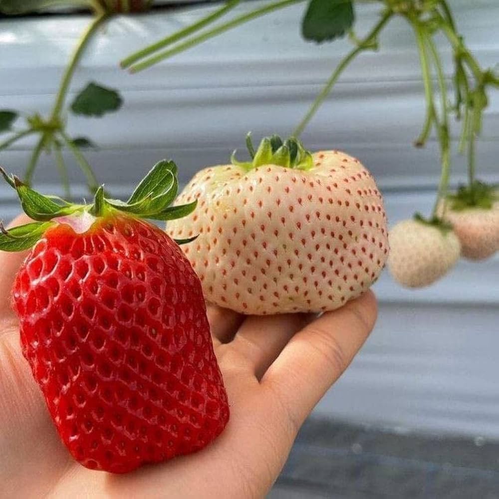 Strawberry Fragaria ¡Á ananassa Fruit Seeds for Planting | Heirloom Non-GMO Herb Seeds for Home Gardens