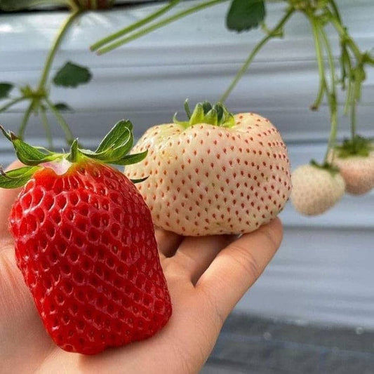 Strawberry Fragaria ¡Á ananassa Fruit Seeds for Planting | Heirloom Non-GMO Herb Seeds for Home Gardens