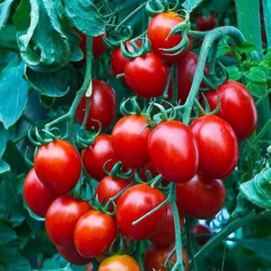 Cherry Tomatoes Seeds Solanum lycopersicum for Planting in Vegetable Patch & Garden for Planting, Premium Vegetable Seed