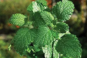 Mint Mentha spp. Seeds for Planting in Herb Garden & Vegetable Patch for Planting, Premium Seeds | Heirloom Non-GMO