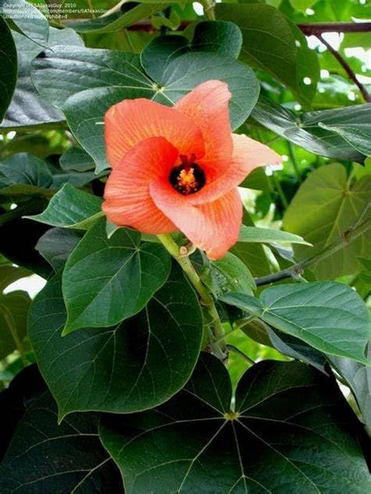 Hibiscus Tiliaceus Seeds for Planting Hibiscus tiliaceus for tropical gardens and coastal landscapes Heirloom Non-GMO Se