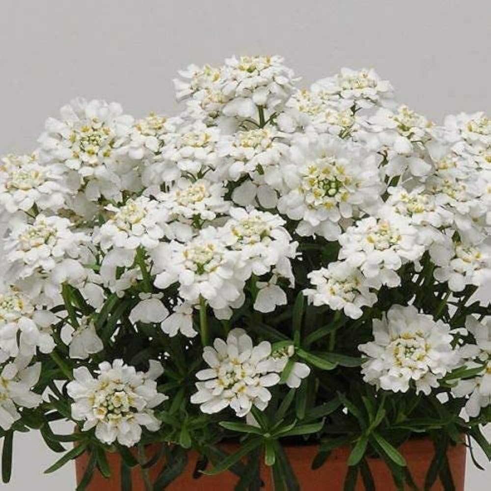 Candytuft Seeds for Planting Iberis sempervirens for flower beds and edging Heirloom Non-GMO Seeds