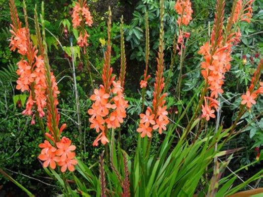Bugle Lily Watsonia Plant Flower Seeds for Planting Heirloom Non-GMO Seeds