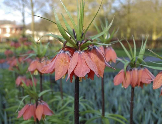Crown Imperial Fritillaria Seeds for Planting Fritillaria imperialis for flower beds and spring gardens Heirloom Non-GMO