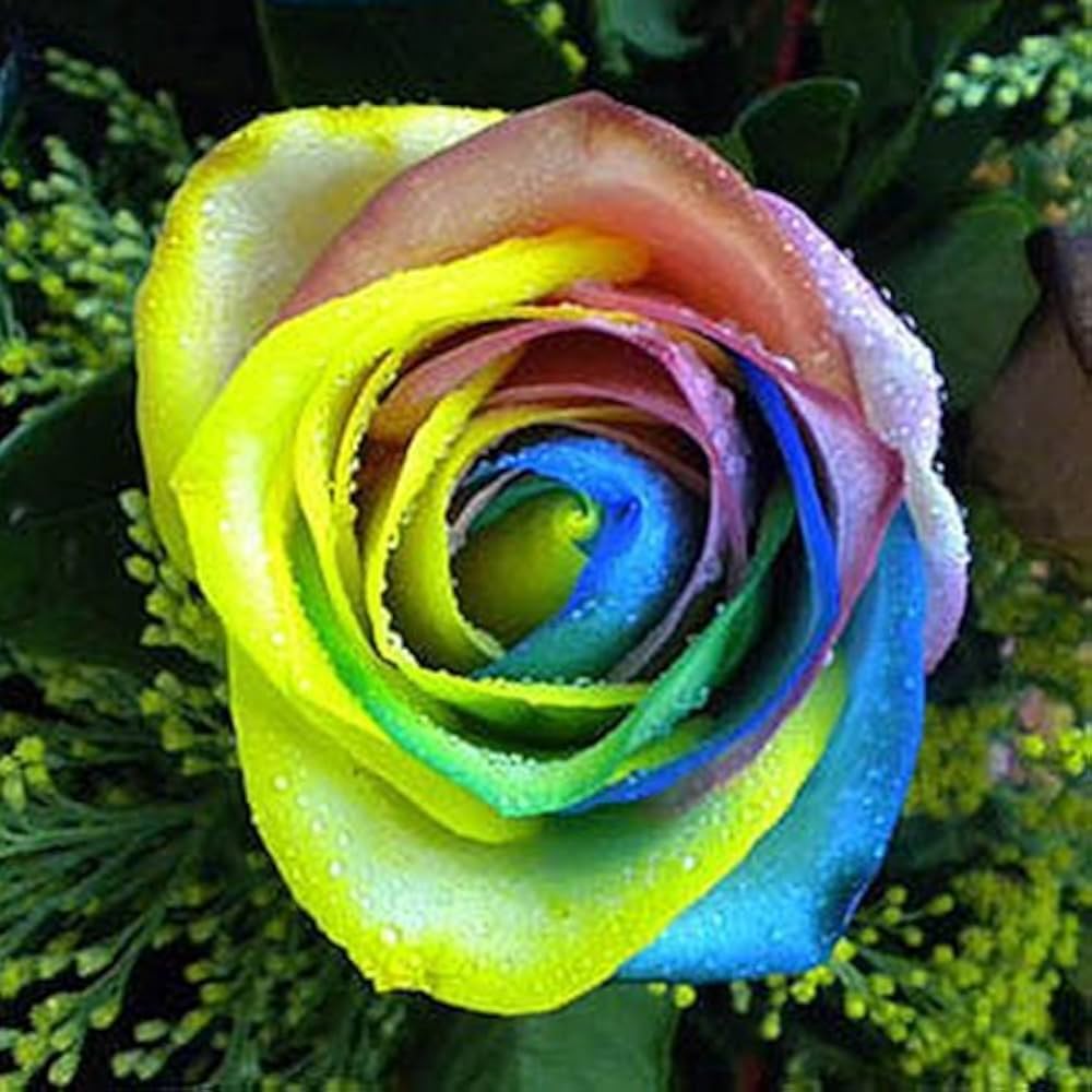 Multi-Color Rose Seeds Rosa for Planting in Flower Bed & Garden Heirloom Non-GMO Seeds