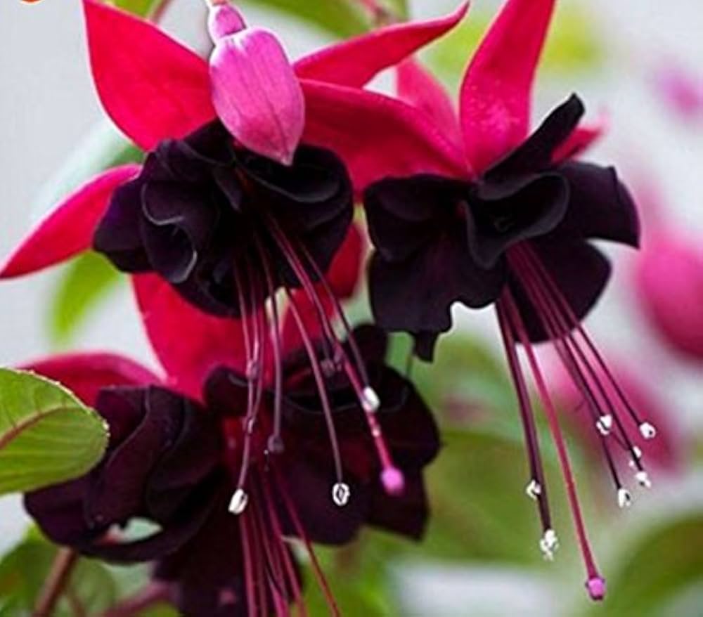 Red Fuchsia Lantern Flower Seeds Fuchsia for Planting in Garden & Flower Bed Heirloom Non-GMO Seeds