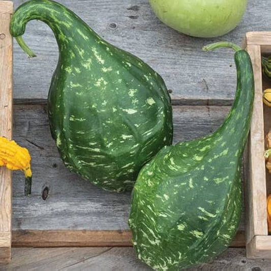 Maranka Dinosaur Gourd Seeds for Planting Cucurbita maxima for vegetable gardens and novelty patches for Planting, Premi