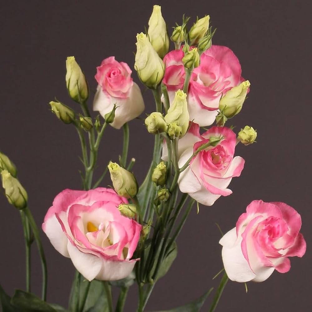 Lisianthus Flower Eustoma grandiflorum Seeds for Planting home garden flower bed Heirloom Non-GMO Seeds