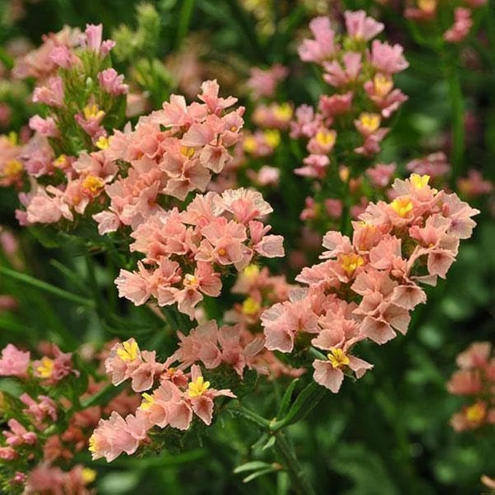 Limonium Sinuatum Mix Seeds for Planting Limonium sinuatum for flower beds and coastal gardens Heirloom Non-GMO Seeds