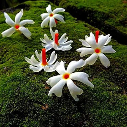 Night Blooming Star Jasmine Cestrum nocturnum Flower Seeds for Planting Heirloom Non-GMO Seeds