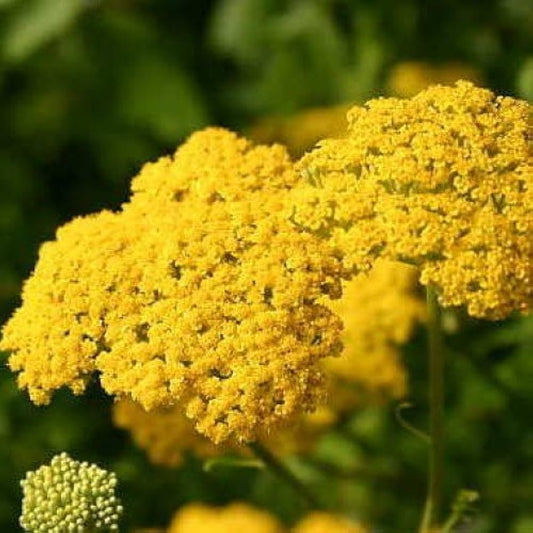 Yarrow Achillea millefolium Flower Seeds for Planting Heirloom Non-GMO Seeds