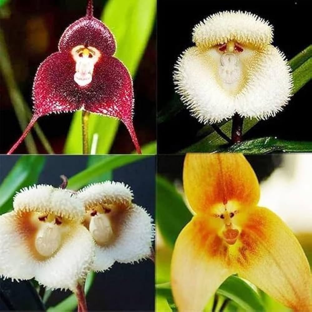 Monkey Face Orchid Dracula Simia Flower Seeds for Planting Heirloom Non-GMO Seeds