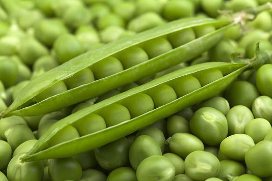 Pea Plant Pisum sativum for Planting in Vegetable Patch for Planting, Premium Vegetable Seeds | Heirloom Non-GMO
