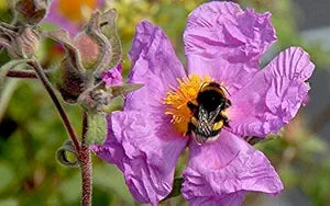 Tauric Rock Rose Helianthemum tauricum Flower Seeds for Planting in Rock Garden Heirloom Non-GMO Seeds
