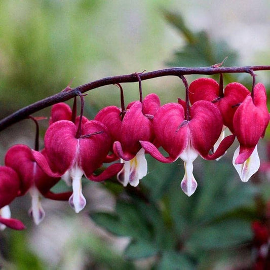 Bleeding Heart Seeds for Planting Dicentra spectabilis for flower beds and woodland gardens Heirloom Non-GMO Seeds