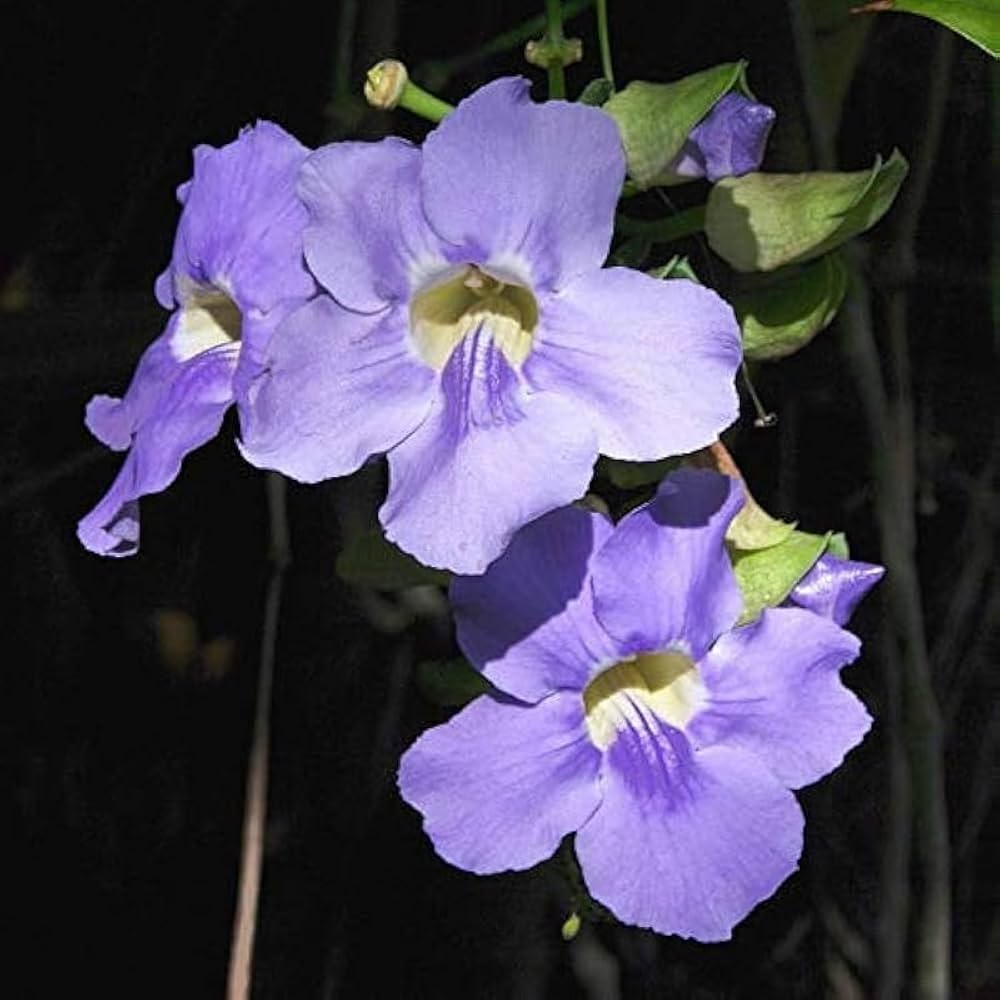 Thunbergia Grandiflora Alba Blue Sky Vine Thunbergia grandiflora Seeds for Planting in Trellis Garden Heirloom Non-GMO S