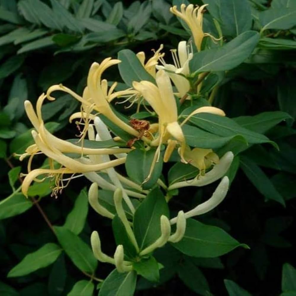 Lonicera Japonica Seeds for Planting Lonicera japonica for fences and garden trellises Heirloom Non-GMO Seeds