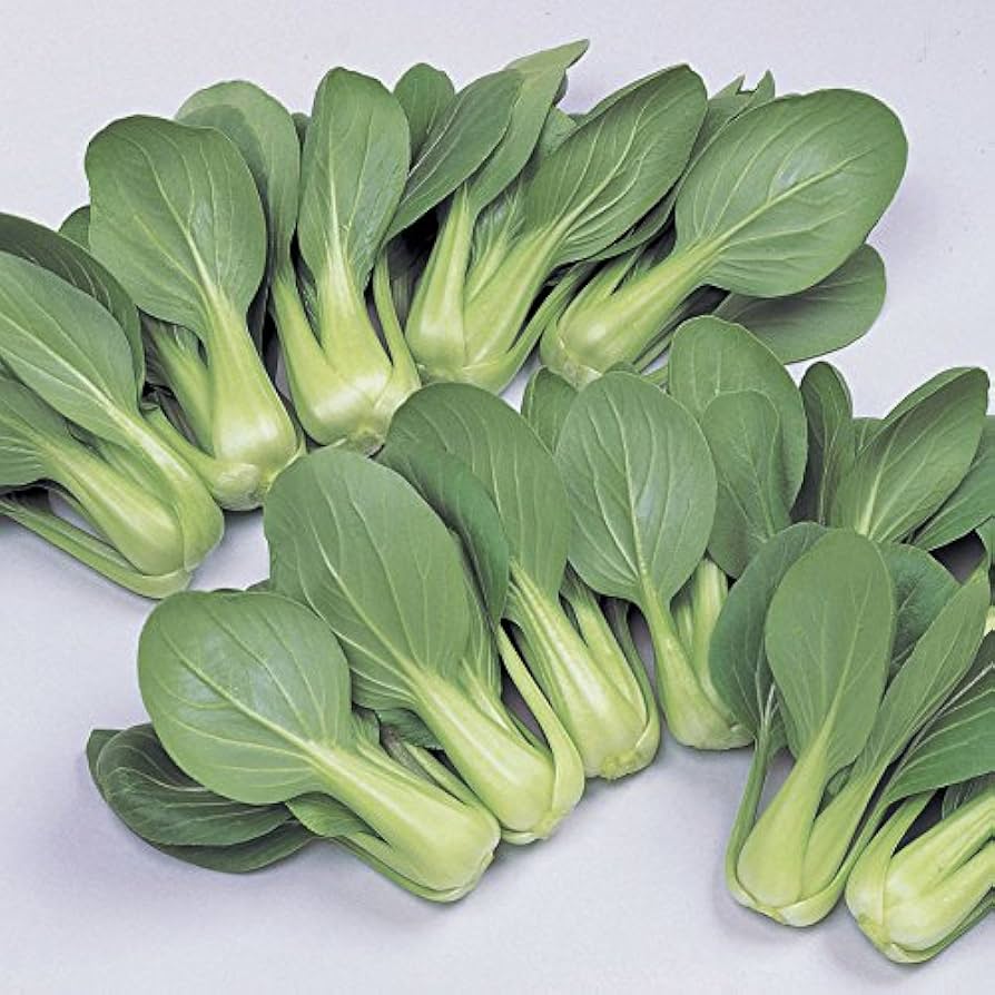 Joi Choi Seeds for Planting Brassica rapa for vegetable patches and home gardens for Planting, Premium Seeds | Heirloom