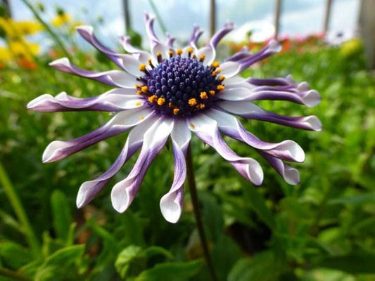Osteospermum Flower Seeds Dimorphotheca ecklonis for Planting in Flower Bed Heirloom Non-GMO Seeds