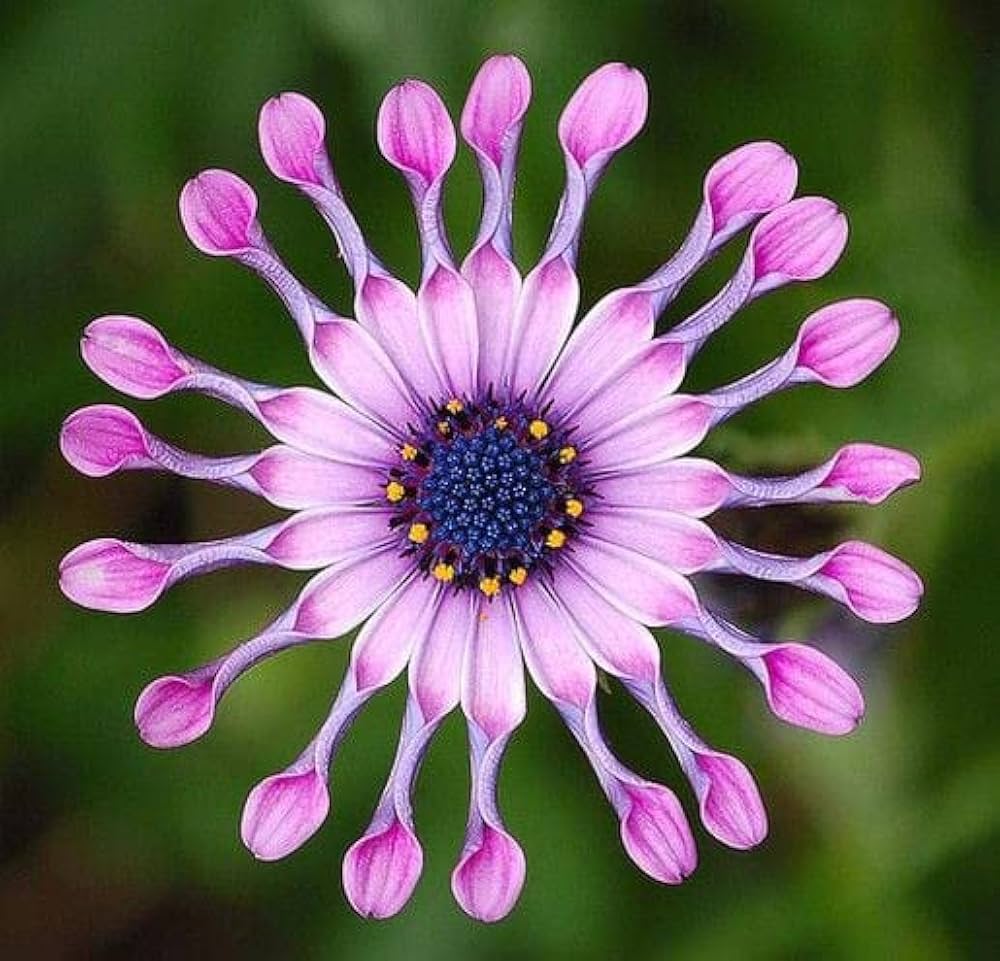 Purple Osteospermum Seeds Dimorphotheca for Planting in Flower Bed & Garden Heirloom Non-GMO Seeds