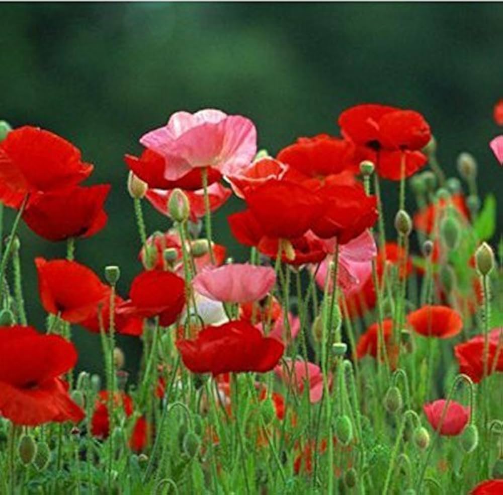 Red Poppy Papaver rhoeas Flower Seeds for Planting Heirloom Non-GMO Seeds