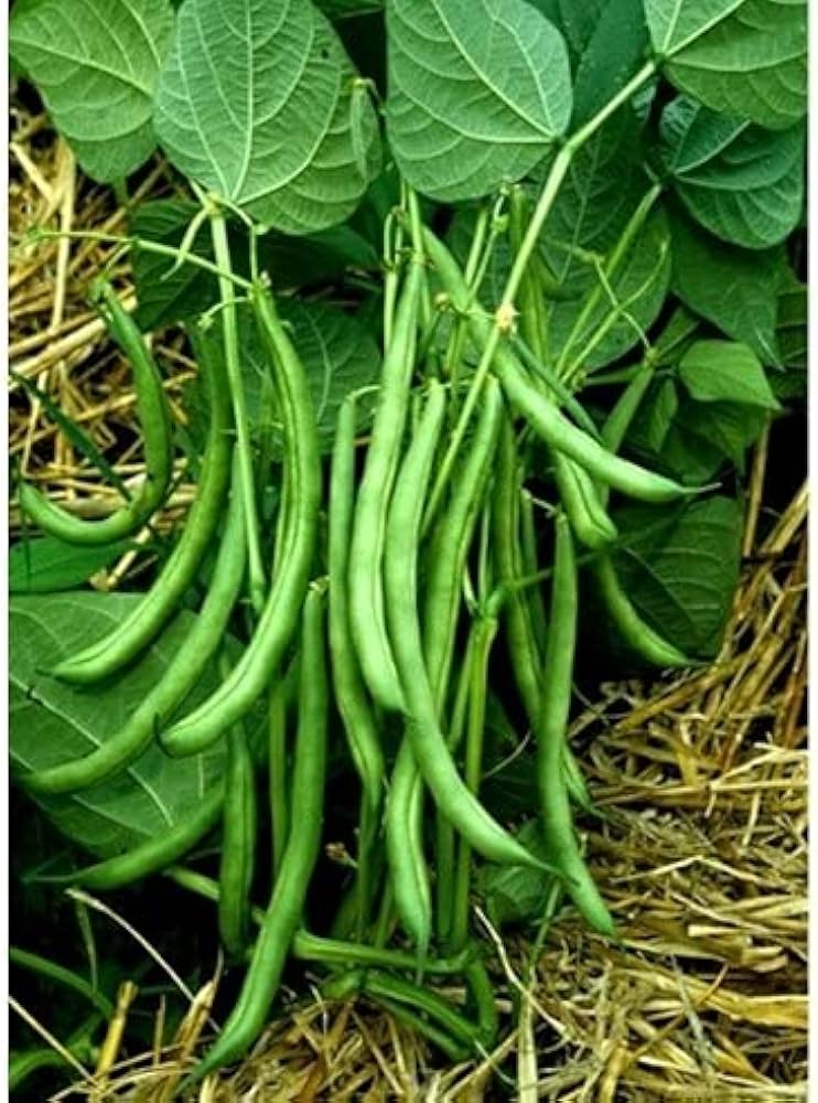 Pole Bean Phaseolus vulgaris Seeds for Planting in Vegetable Patch for Planting, Premium Vegetable Seeds | Heirloom Non-