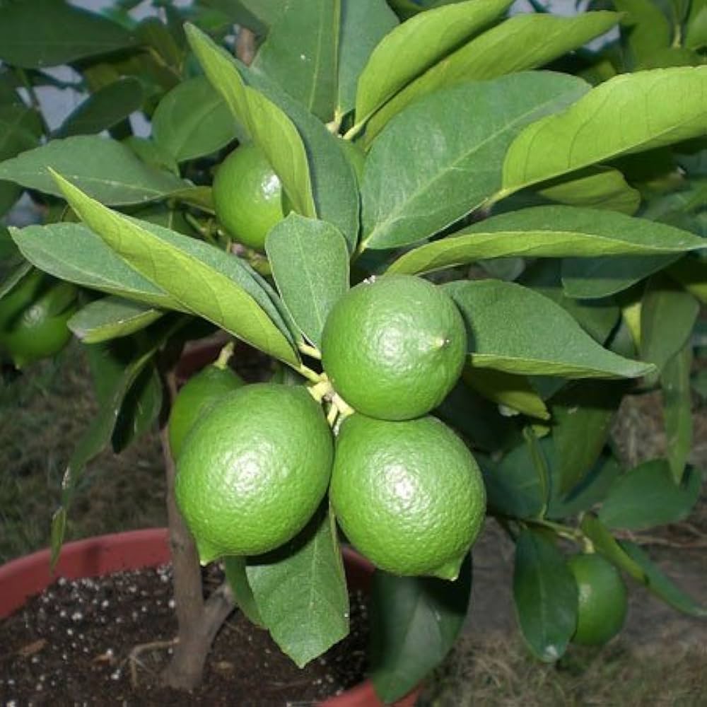 Lime Tree Seeds Citrus aurantiifolia for Planting in Vegetable Patch for Planting, Premium Seeds | Heirloom Non-GMO
