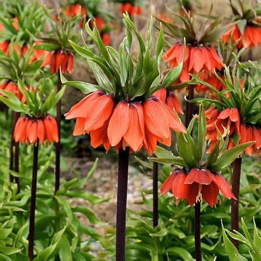 Crown Imperial Fritillaria imperialis Seeds for Planting in Flower Bed & Garden Heirloom Non-GMO Seeds