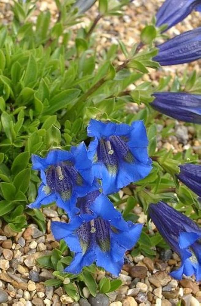 Gentiana Andrewsii Seeds for Planting Gentiana andrewsii for wildflower gardens and flower beds Heirloom Non-GMO Seeds