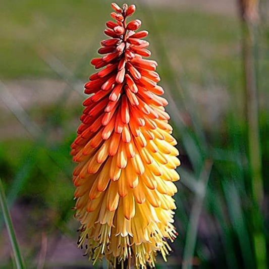 Red Hot Poker Flower Seeds for Planting Kniphofia Uvaria for Flower Borders Heirloom Non-GMO Seeds