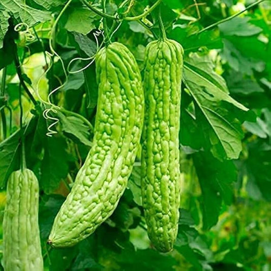 Balsam Pear Bitter Gourd Momordica charantia Seeds for Planting in Vegetable Patch for Planting, Premium Vegetable Seeds