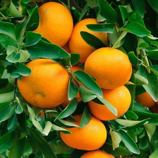 Mandarin Dream Citrus reticulata Seeds for Planting in Tropical Garden Fruit Seeds for Home Gardens, Containers & Outdoor Growing