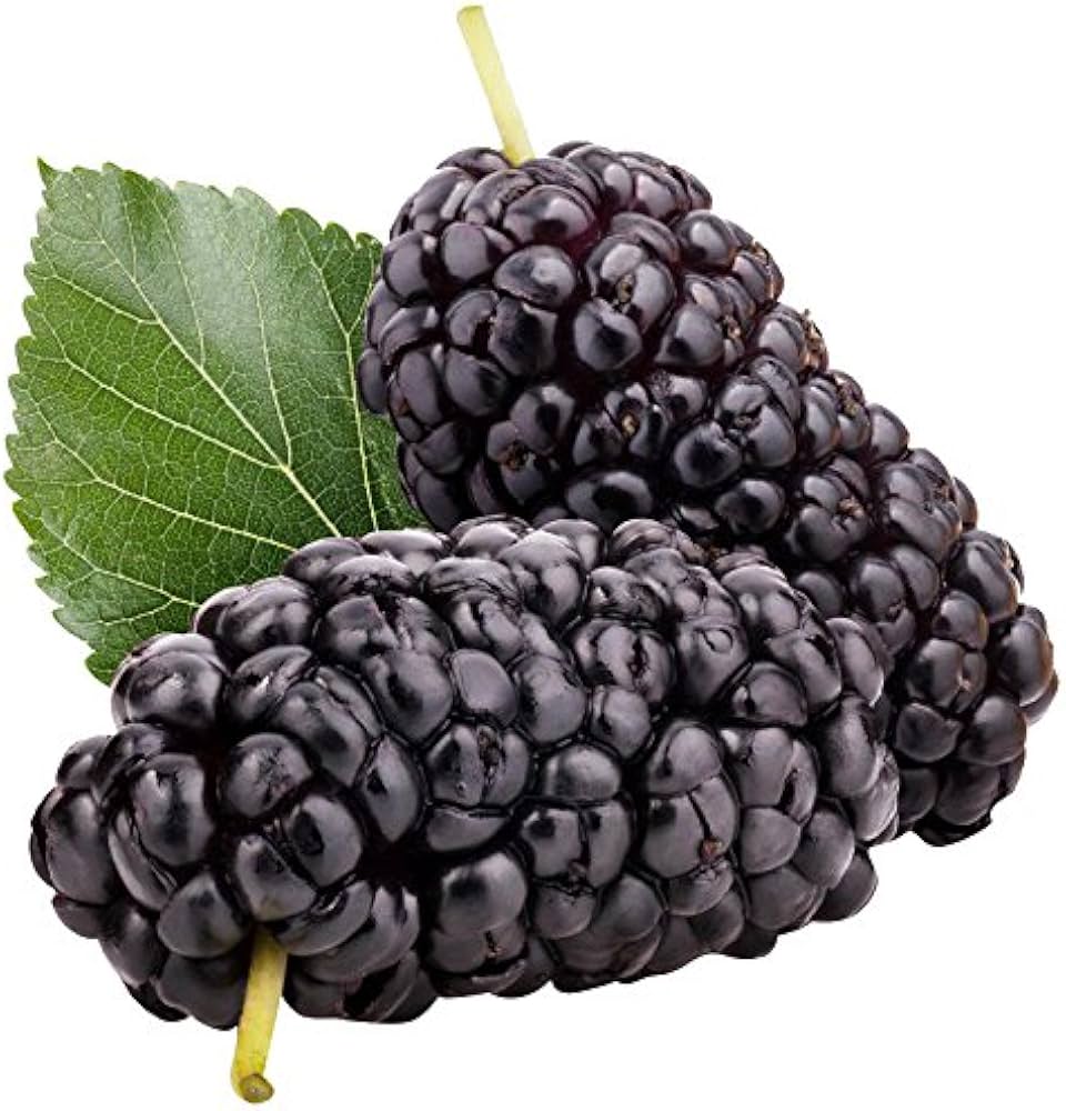 Mulberry Morus spp. Tree Seeds for Planting Heirloom Non-GMO Seeds