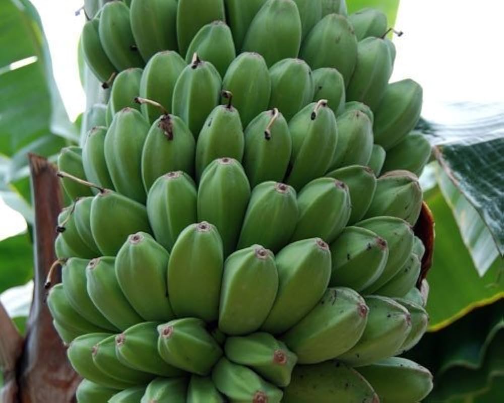 Darjeeling Banana Seeds for Planting Musa acuminata for tropical gardens and edible landscapes Tropical Fruit Seeds for Home Gardens, Containers & Outdoor Growing