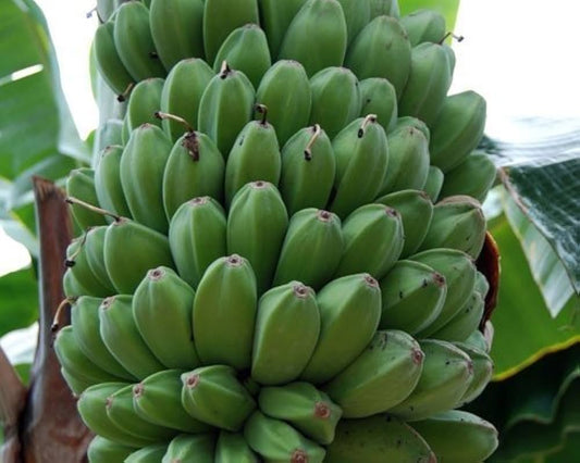 Darjeeling Banana Seeds for Planting Musa acuminata for tropical gardens and edible landscapes Tropical Fruit Seeds for Home Gardens, Containers & Outdoor Growing