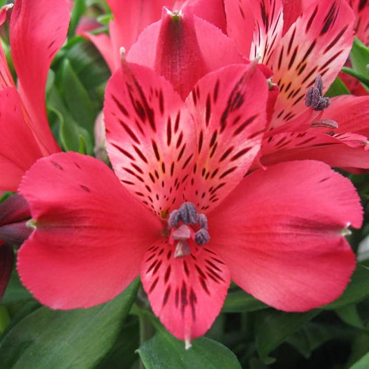Peruvian Lily Alstroemeria Flower Seeds for Planting Heirloom Non-GMO Seeds