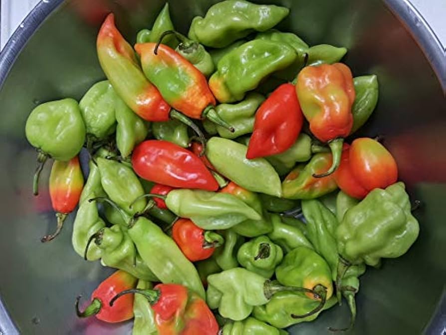 Trinidad Allspice Pepper Seeds Pimenta dioica for Planting in Vegetable Patch for Planting, Premium Vegetable Seeds | He