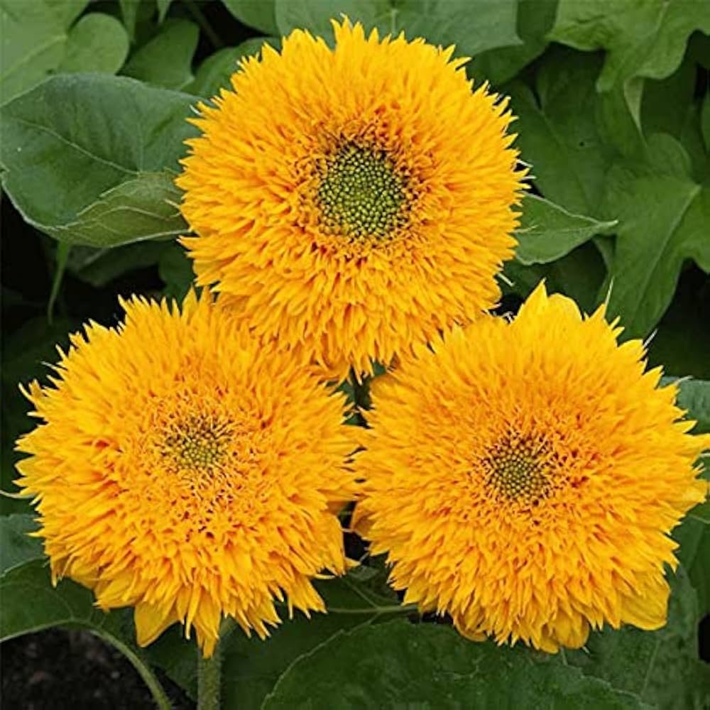 Buttercream Sunflower Seeds for Planting Helianthus annuus for flower beds and sunny borders Heirloom Non-GMO Seeds